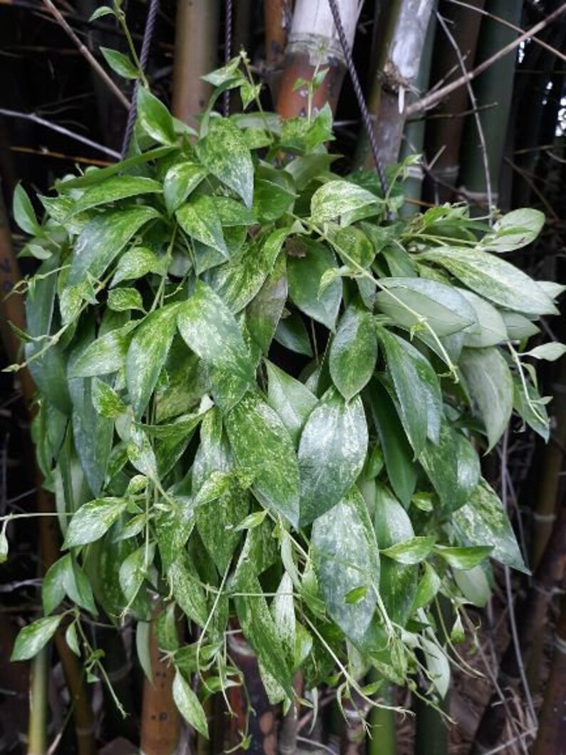 Rare variegated lipstick plant large Aeschynanthus