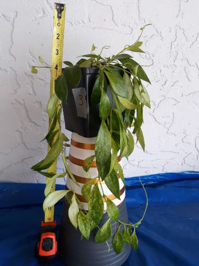 Rare variegated lipstick plant large Aeschynanthus