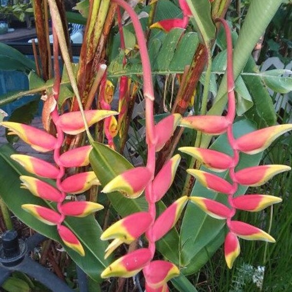 Heliconia Rostrata rhizome, Lobster claw heliconia