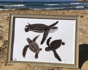 Sea Turtles (A4)