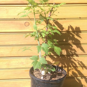 May include: A young raspberry plant with vibrant green leaves and a reddish-brown stem growing in a black plastic nursery pot filled with soil. The plant features multiple stems and serrated foliage, standing upright in the container.