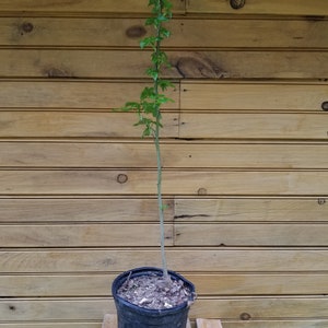 2 12&quot; - 18&quot; American Sweet Gum (Sweetgum) - Liquidambar styraciflua - 2 live trees