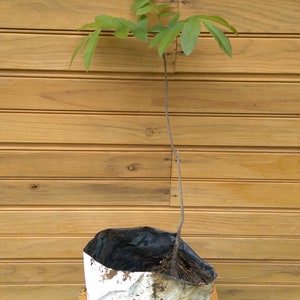 2 6" – 12" Pecan Tree – Carya illinoinensis – 2 live trees