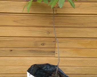2 6" – 12" Pecan Tree – Carya illinoinensis – 2 live trees