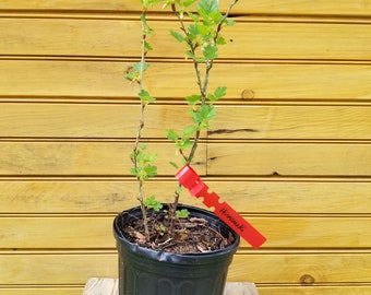 5 12" - 18" - Hinnomaki Red Gooseberry – Ribes uva-crispa - 5 live plants