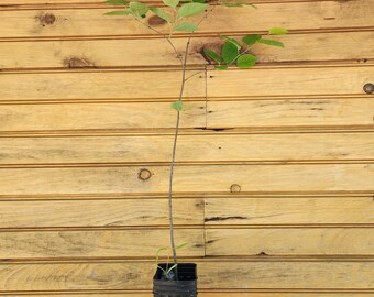 5 6” – 12” Downy Serviceberry Tree – Amelanchier arborea – 5 live trees