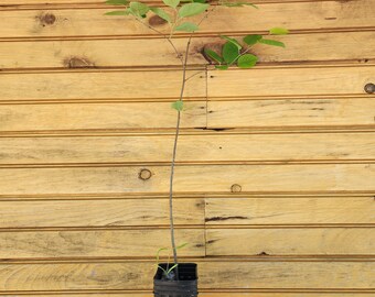 5 12” – 18” Downy Serviceberry Tree – Amelanchier arborea – 5 live trees