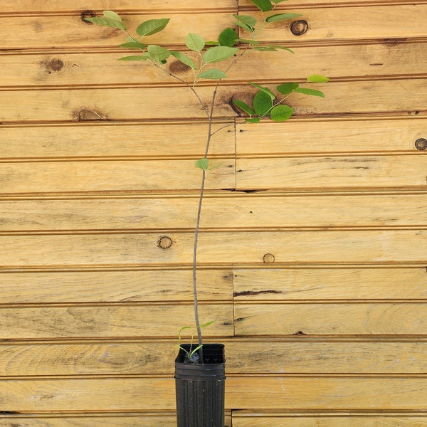 5 6” – 12” Downy Serviceberry Tree – Amelanchier arborea – 5 live trees