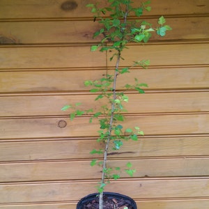 2 12" - 18" Washington Hawthorn - Crataegus phaenopyrum - live trees