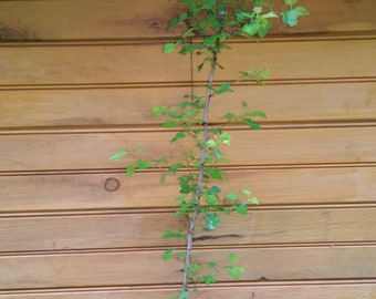 5 12" - 18" Washington Hawthorn - Crataegus phaenopyrum - 5 live trees