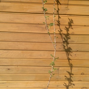 2 12&quot; - 18&quot; - Pixwell Gooseberry bush - Ribes hirtellum - 2 live plants