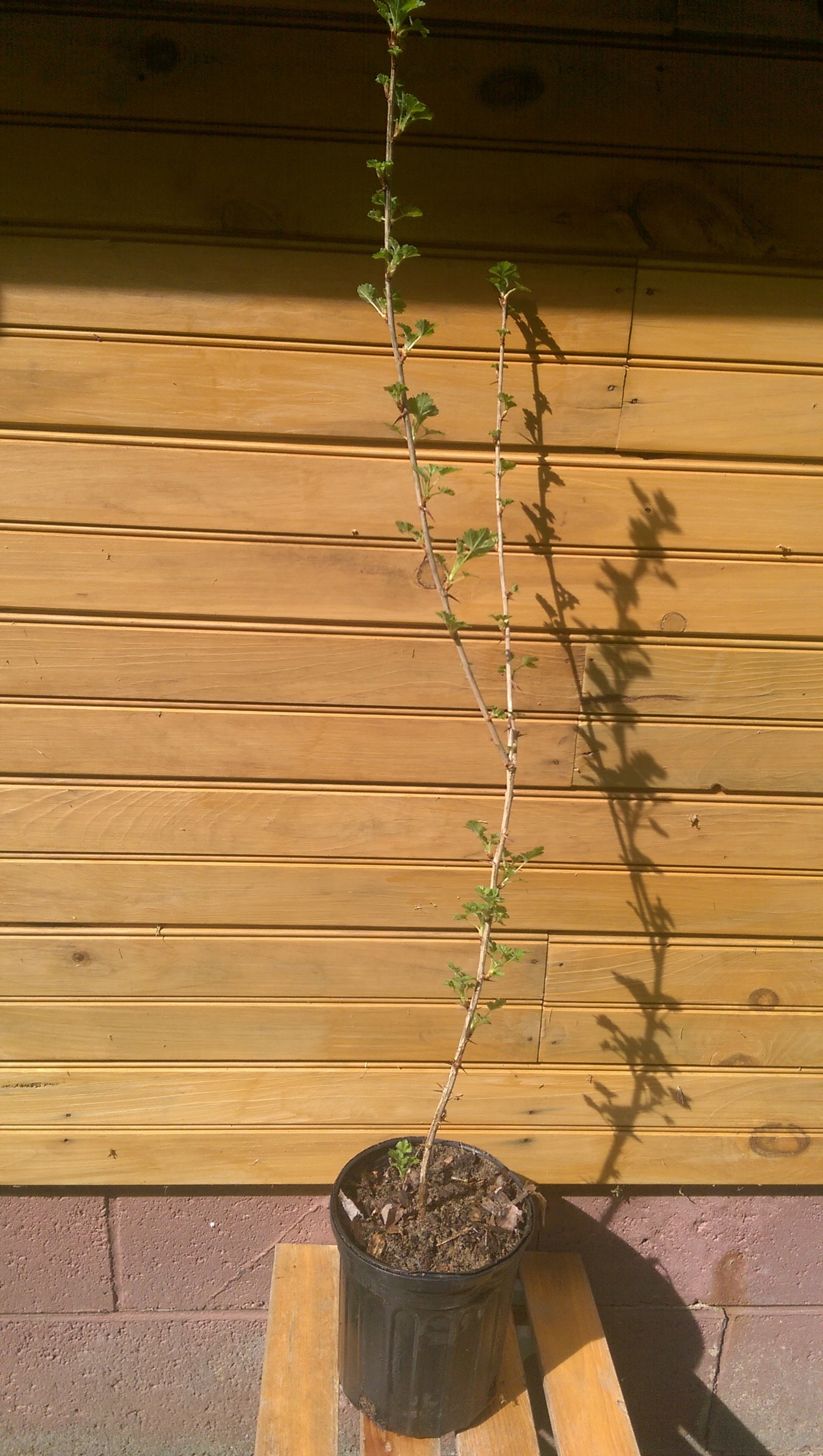 2 12" - 18" - Pixwell Gooseberry bush - Ribes hirtellum - 2 live plants