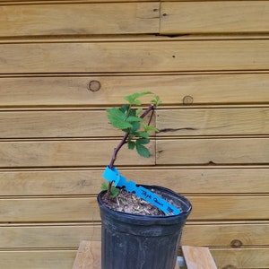 2 6&quot; - 12&quot; Triple Crown Blackberry – Rubus fruticosus - 2 live plants