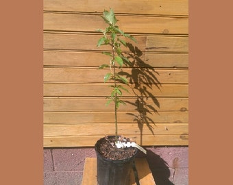 5 12" - 18" Buttonbush - Cephalanthus occidentalis - 5 live trees