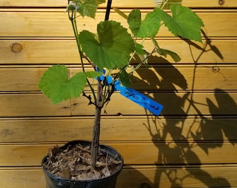 12” – 18” Seedless Concord Grapevine – Vitis  labrusca - live plant