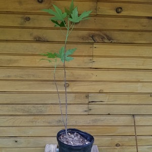 May include: A young maple tree sapling with thin, brown stems and bright green, lobed leaves growing out of a black plastic nursery pot filled with soil. The plant has two main stems branching upward, with foliage concentrated at the top.