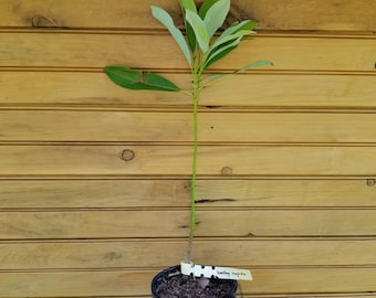 2 6” – 12” Sweetbay Magnolia Tree – Magnolia virginiana – 2 live trees