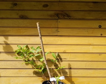 2 arbustos de saúco de 6" - 12" - 1 de cada una de las variedades 'Adams' y 'Johns' – Sambucus canadensis - 2 plantas vivas