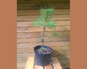 2 Pino blanco oriental de 12" - 18" - Pinus strobus - 2 árboles vivos