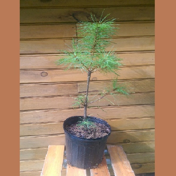 20 18" - 24" Eastern White Pine Trees - Pinus strobus - 20 live trees