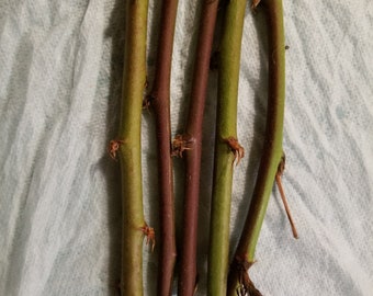 5 Triple Crown Blackberry cuttings - 6" - 8" long, not rooted, organic