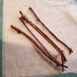 Op de afbeelding: Vijf bruine takjes op een witte papieren handdoek. De takjes zijn van verschillende lengtes en diktes.