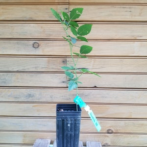 2 6&quot; - 12&quot; Ouachita Thornless Blackberry – Rubus allegheniensis - 2 live plants