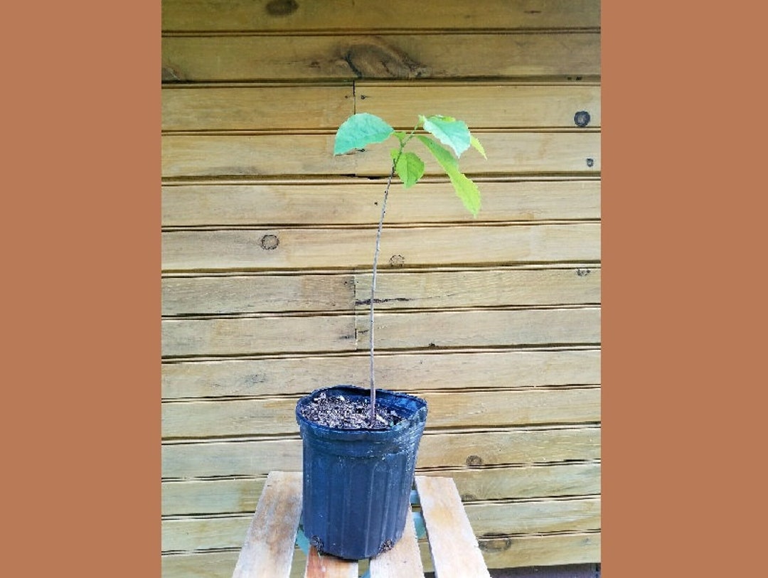 2 12" - 18" Pawpaw Trees - Asimina Triloba - 2 Live Trees - Etsy