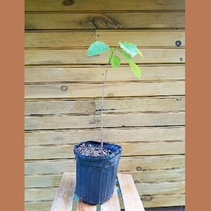 2 12" - 18" Pawpaw Trees - Asimina triloba - 2 live trees