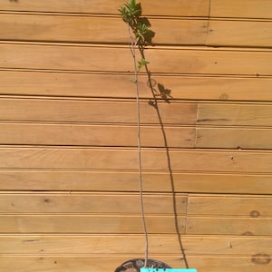 5 6” – 12” American Persimmon Trees - Diospyros virginiana – 5 live trees