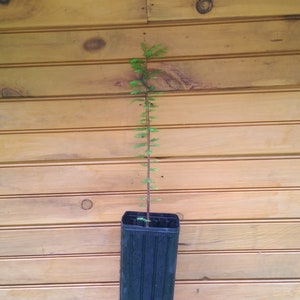 May include: A young, slender conifer sapling with vibrant green, needle-like foliage growing from a tall, narrow, black plastic nursery container. The plant features a single, straight central stem with small, delicate branches extending outward.