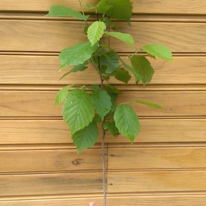 May include: A small green tree sapling in a black pot with red ribbon tied around the trunk. The sapling is growing against a wooden wall.