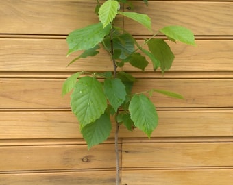2 12” – 18" American Hazelnut Trees – Corylus americana – 2 live trees