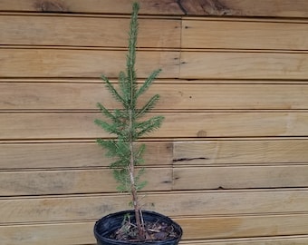 5 12" – 18" Norway Spruce – Picea abies – 5 live trees