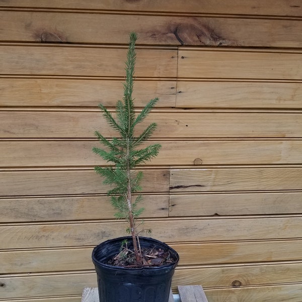 2 12" – 18" Norway Spruce – Picea abies – 2 live trees