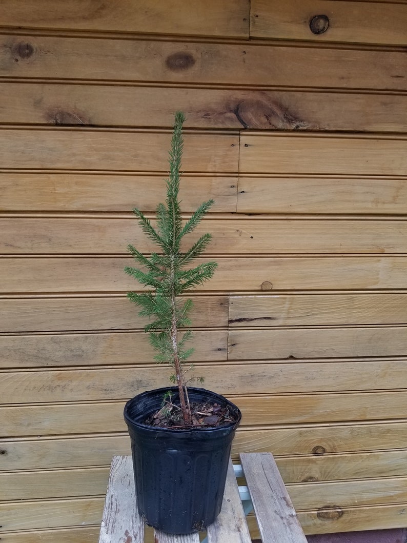 2 pícea común de 12 18 Picea abies 2 árboles vivos imagen 1