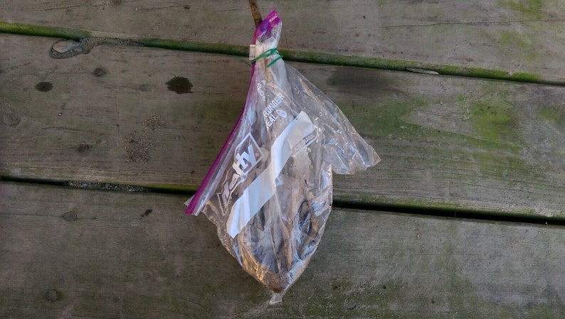 5 6" – 12" Pecan Tree – Carya illinoinensis – 5 live trees image 2