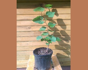 5 12" - 18" Eastern Redbud Tree - Cercis canadensis - 5 live trees