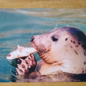 Seal eating a fish backwards. 10 x 8 photographic print. Unmounted.