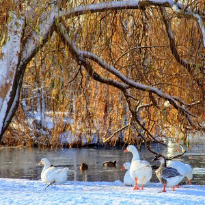 Schneegänse, Blanko quadratische Geburtstagsgrüße Weihnachtskarten
