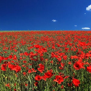 Coquelicots, Anniversaire / Carte de vœux ciel bleu vide à l’intérieur de la carte carrée