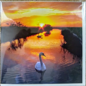 Cisnes al atardecer. Saludos en blanco/ Cumpleaños 6x6 pulgadas Tarjeta Cuadrada. Aves.