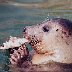 Cuento de peces. Tarjeta de cumpleaños. Sello. Animales. Divertido en blanco.