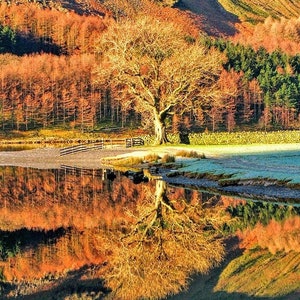 Baumreflexionen, Buttermere. Foto blanko 6x6 Zoll quadratische Geburtstagskarte.