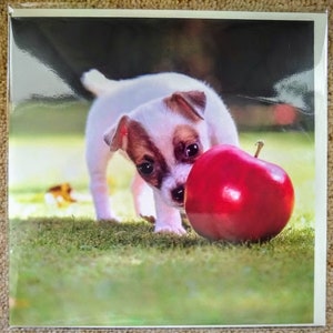 Jack Russell & Big Apple. 6x6 inch Blank Funny  Birthday/Greetings Card. Dog. Puppy.