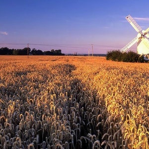Carte d’anniversaire / de vœux vierge carrée. Paysage du moulin à vent Kent.