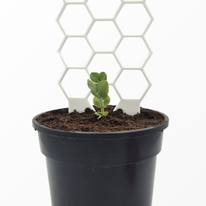 Op de afbeelding: Een wit plastic honingraatvormig klimrek in een zwarte plastic plantenpot gevuld met donkerbruine aarde. Een kleine groene plant met verschillende blaadjes groeit in het midden van de pot, direct voor de geometrische rasterstructuur.