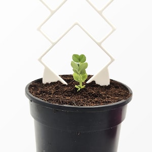 Peut inclure: Une petite plante verte aux feuilles arrondies poussant dans un pot en plastique noir. Un treillis géométrique blanc composé de trois cadres carrés empilés est inséré dans le terreau brun foncé pour soutenir la croissance de la plante.