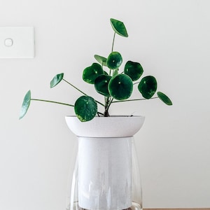 Stor självbevattnande kruka, växtkruka, inomhuskruka, minimalistisk design, lätt, förökningskruka | Poethan