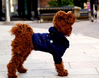 Puede incluir: Un perro pequeño, marrón, de pelo rizado que lleva una sudadera azul con estrellas blancas. El perro está de pie en una acera y mirando hacia la derecha.